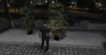 Planta de droga FiveM