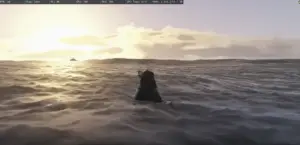 Animal Swim
