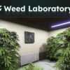 FiveM Mod weedlab